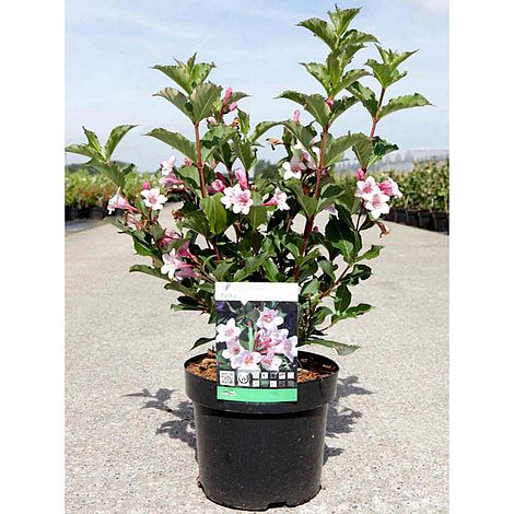 Weigela florida 'Polka'