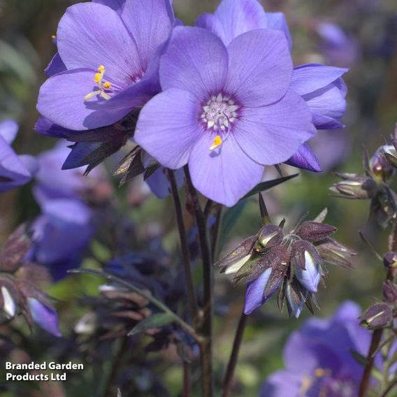 Polemonium yezoense var. hidakanum 'Bressingham Purple'