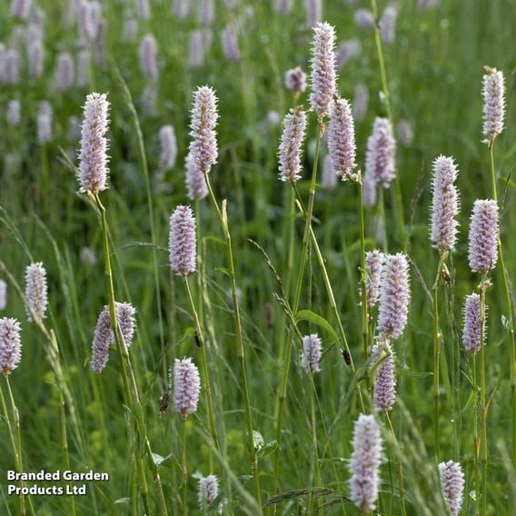 Polygonum bistorta (Marginal Aquatic)