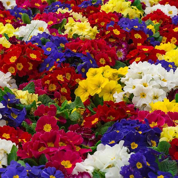 Polyanthus eliator 'Crescendo® Mixed' F1 Hybrid