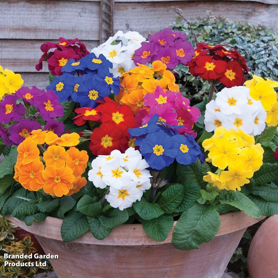 Polyanthus eliator 'Crescendo® Mixed' F1 Hybrid