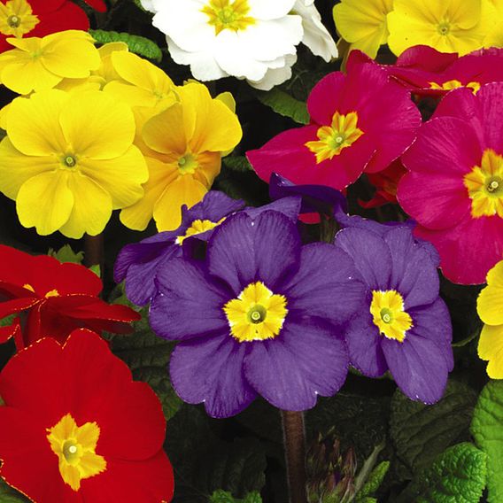 Polyanthus eliator 'Crescendo® Mixed' F1 Hybrid