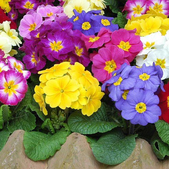 Polyanthus eliator 'Crescendo® Mixed' F1 Hybrid