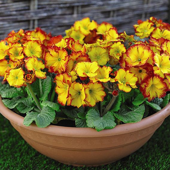 Polyanthus Plants - Firecracker