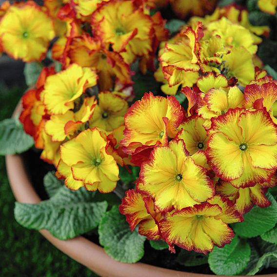 Polyanthus Plants - Firecracker