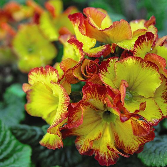 Polyanthus Plants - Firecracker