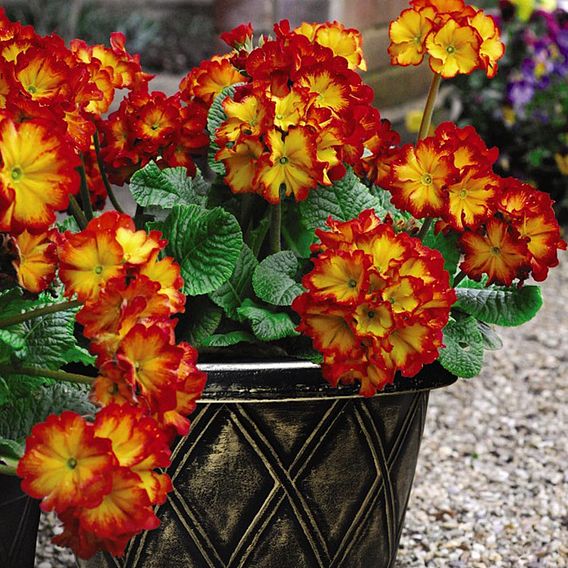 Polyanthus Plants - Firecracker