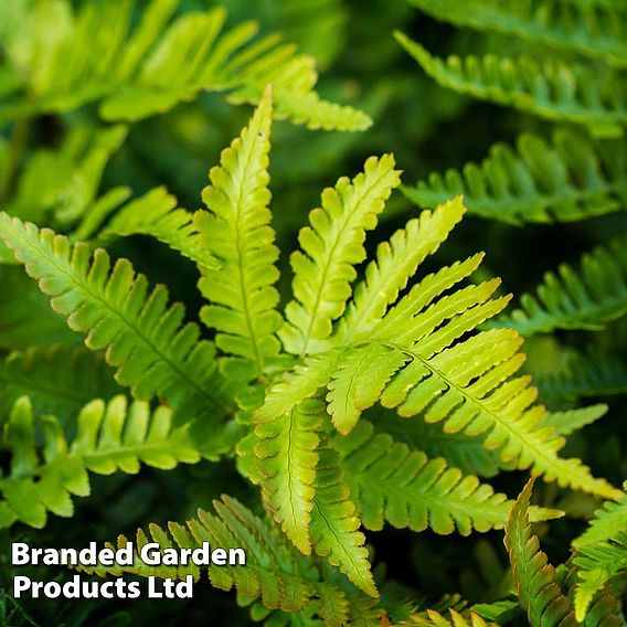 Polystichum setiferum 'Herrenhausen'