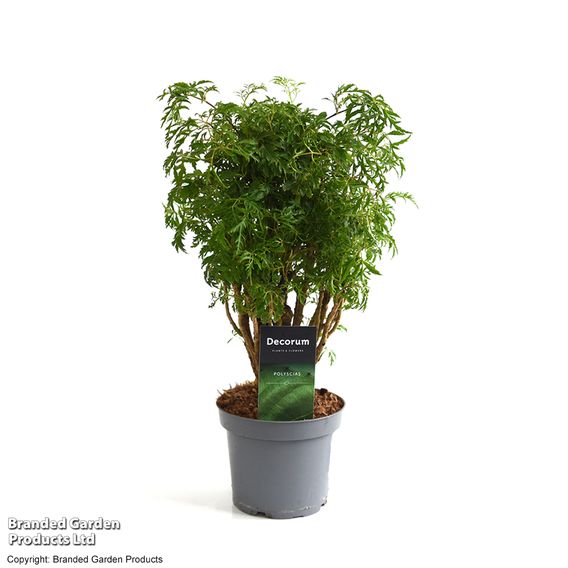 Polyscias fruticosa 'Ming'