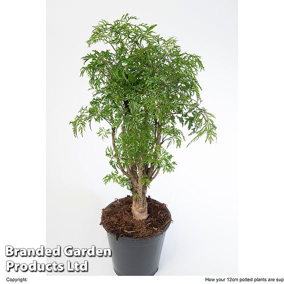 Polyscias fruticosa 'Ming'