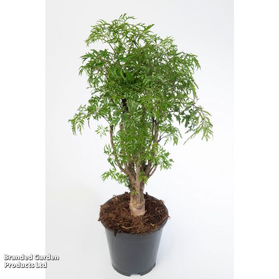 Polyscias fruticosa 'Ming'