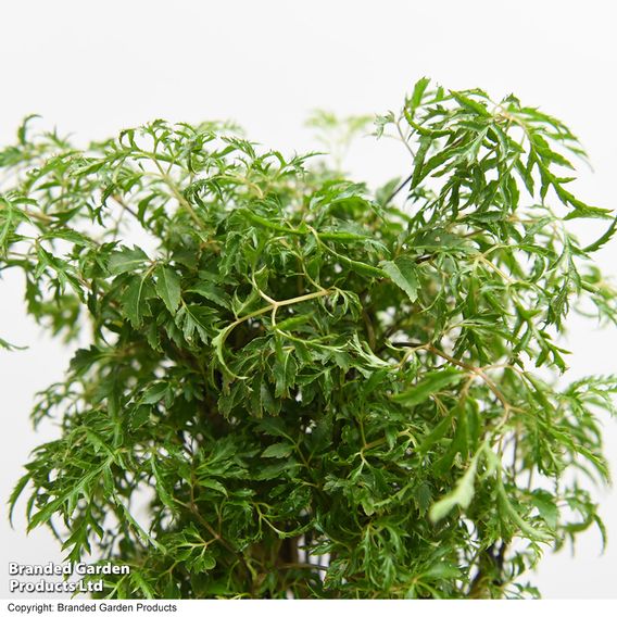Polyscias fruticosa 'Ming'