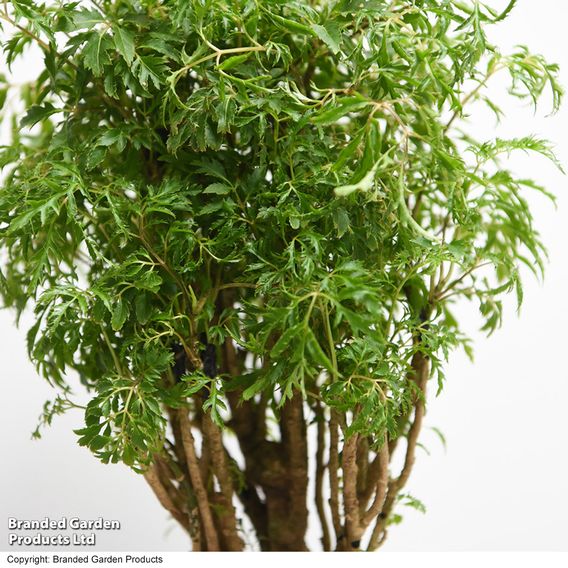 Polyscias fruticosa 'Ming'