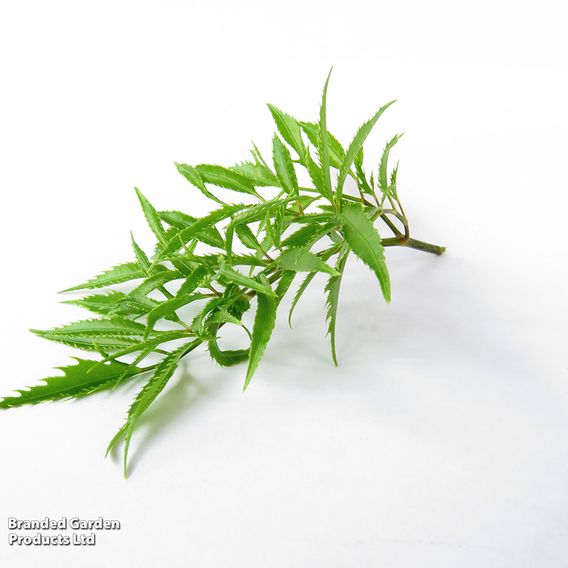 Polyscias fruticosa 'Ming'