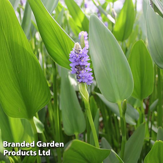 Pontederia cordata var. lanceolata (Marginal Aquatic)