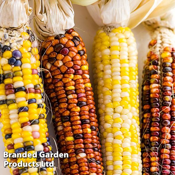 Sweetcorn 'Popcorn Fiesta' - Seeds