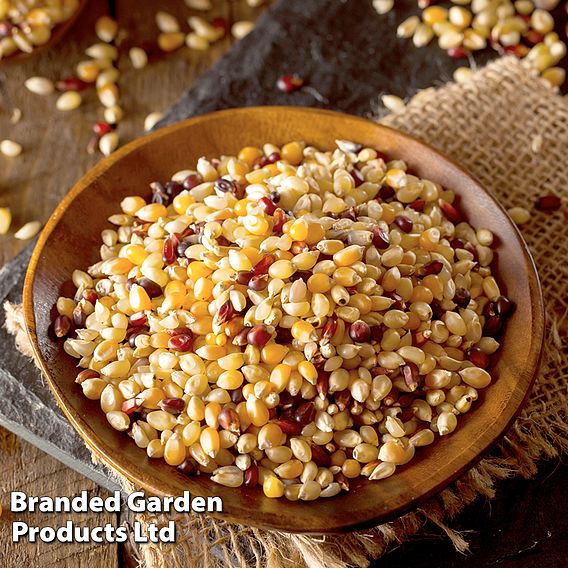 Sweetcorn 'Popcorn Fiesta' - Seeds