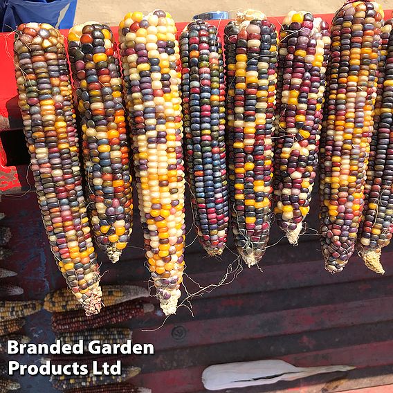 Sweetcorn 'Popcorn Fiesta' - Seeds