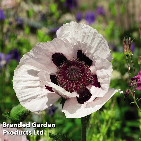Poppy Oriental Collection