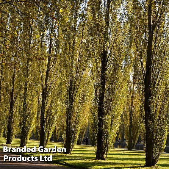 Lombardy Poplar (Hedging)