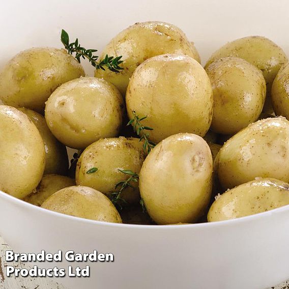 Seed Potatoes - Maris Peer
