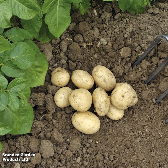 Potato 'Pentland Javelin' (Second Cropping)