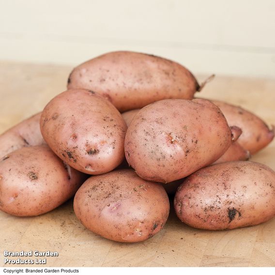 Potato 'Sarpo Mira'