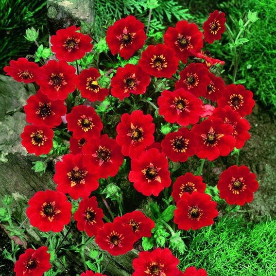 Potentilla atrosanguinea
