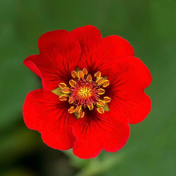 Potentilla atrosanguinea