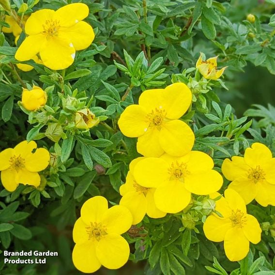 Potentilla aurea