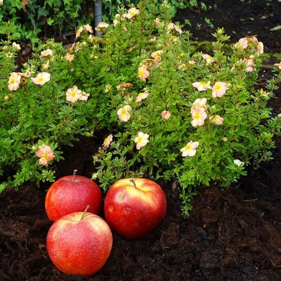 Potentilla fruticosa 'Bella Apple'