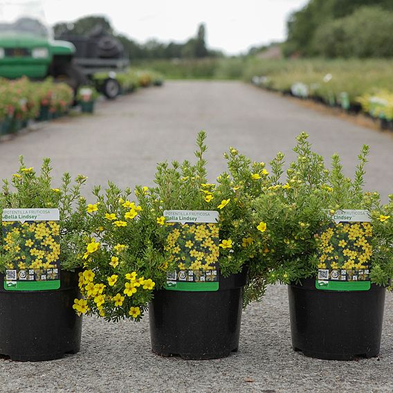 Potentilla fruticosa 'Bella Lindsey'