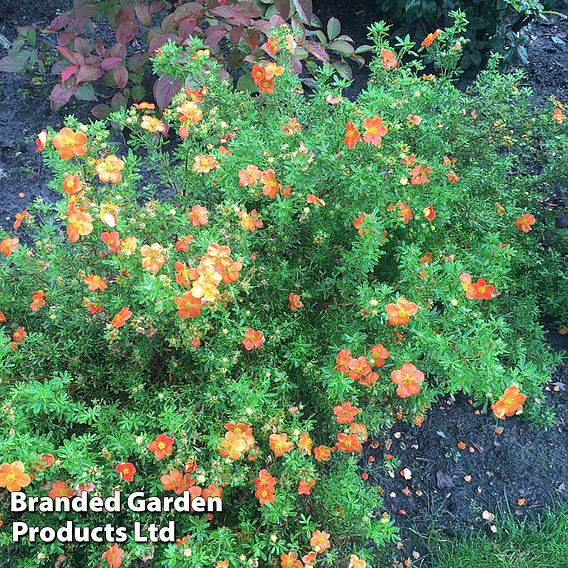 Potentilla fruticosa 'Bella Sol'