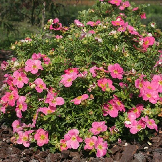 Potentilla fruticosa 'Hachliss Bellissima'