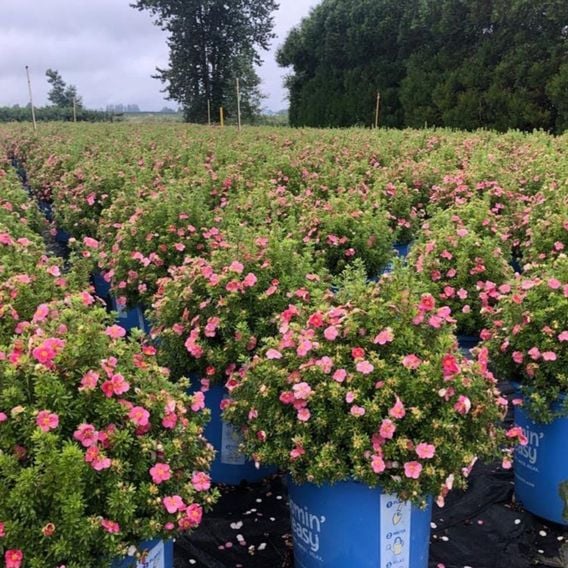 Potentilla fruticosa 'Hachliss Bellissima'