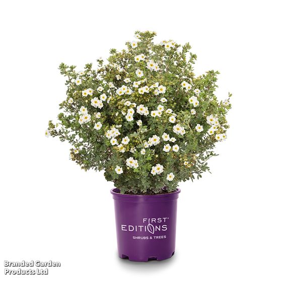 Potentilla fruticosa 'First Editions® Crème Brulée'