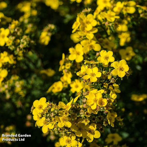 Potentilla fruticosa 'Kobold'