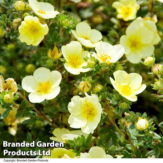 Potentilla 'Katherine Dykes'