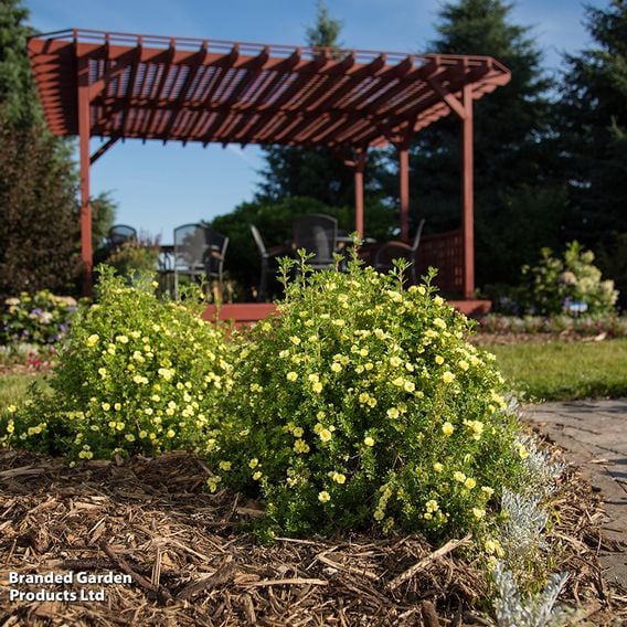 Potentilla fruticosa 'First Editions® Lemon Meringue'