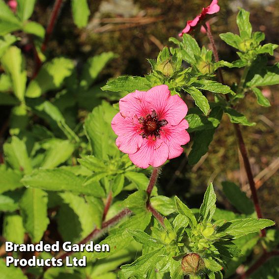 Potentilla nepalensis 'Miss Wilmott'