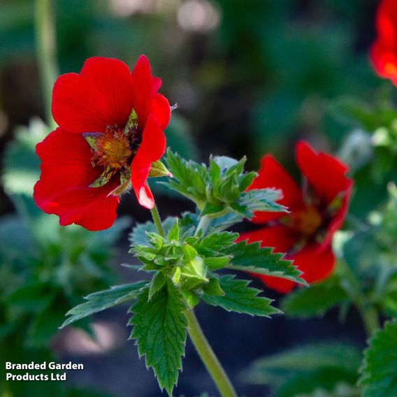 Potentilla thurberi 'Monarch's Velvet'