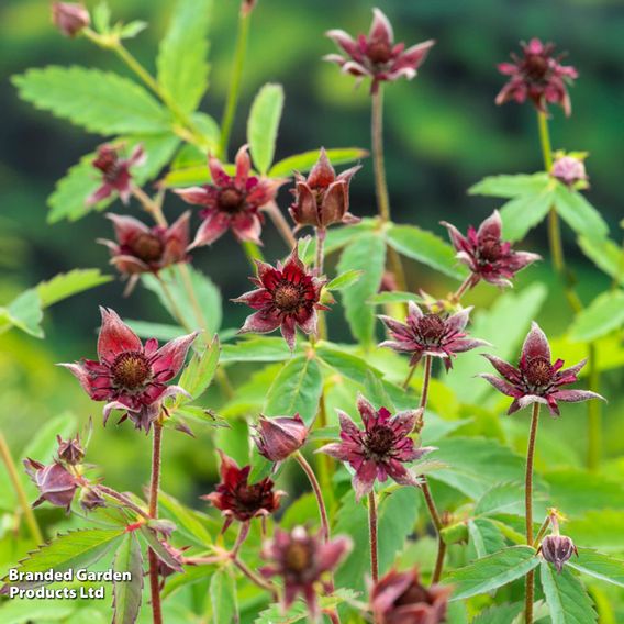 Potentilla palustris (Marginal Aquatic)