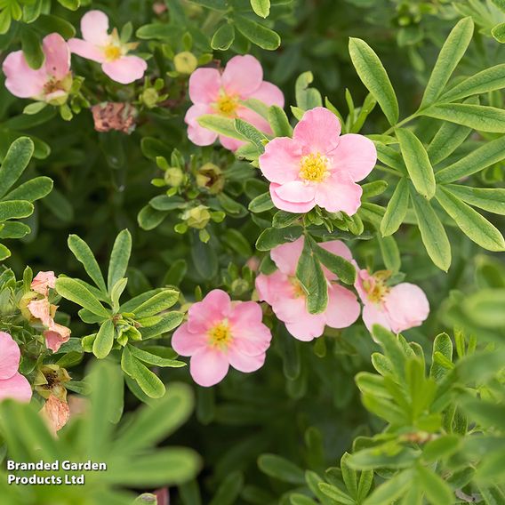Potentilla fruticosa 'Pink Paradise'