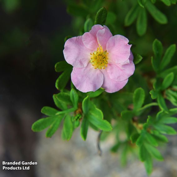 Potentilla fruticosa 'Pink Paradise'