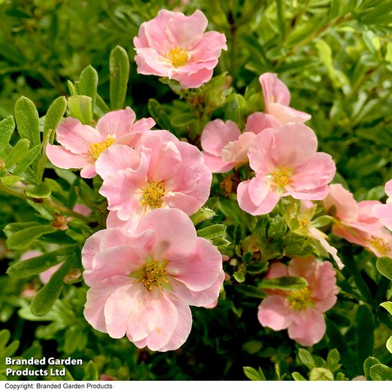 Potentilla fruticosa 'Pink Paradise'
