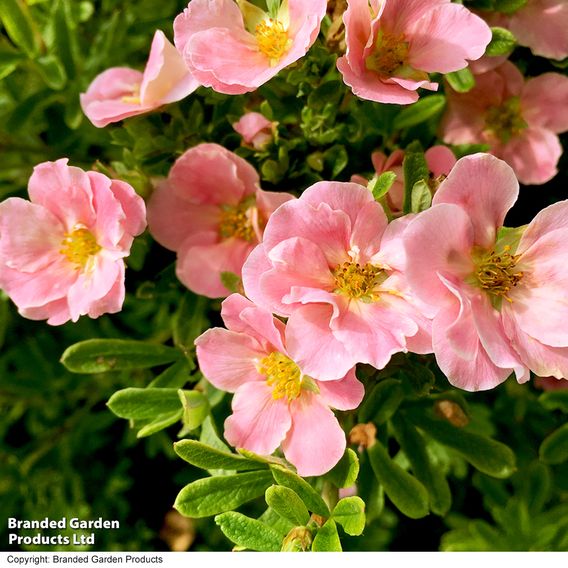 Potentilla fruticosa 'Pink Paradise'