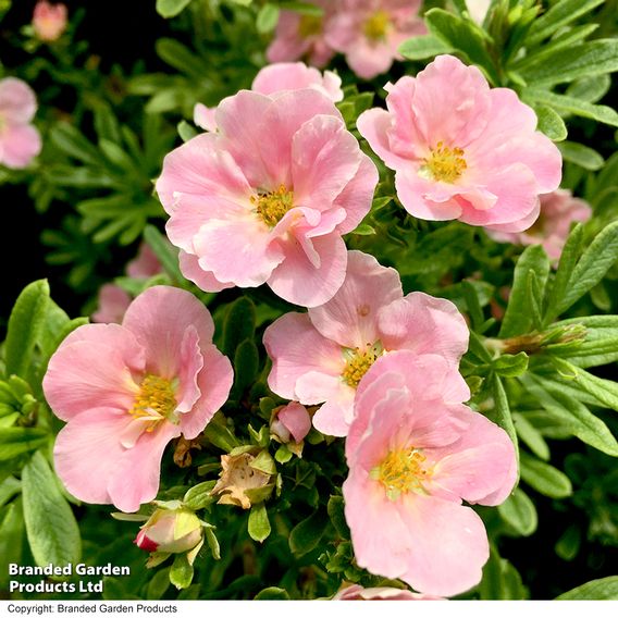Potentilla fruticosa 'Pink Paradise'