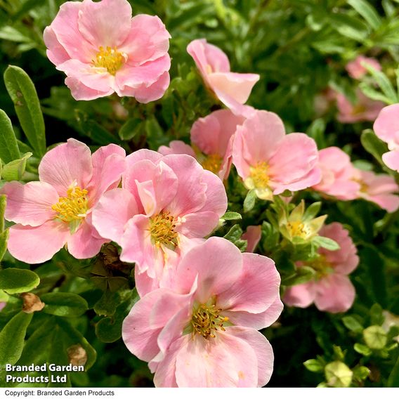Potentilla fruticosa 'Pink Paradise'