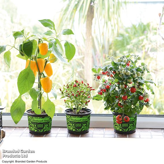 Nurseryman's Choice Vegetables for Small Spaces