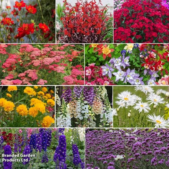 Perfect Perennial Collection